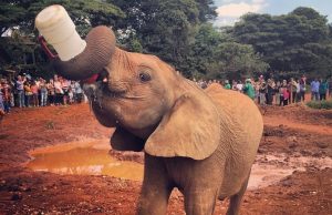 An elephant baby booms; Mt. Kilimanjaro