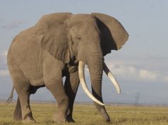 Kenya elephant numbers double in three decades