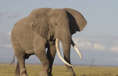 Kenya elephant numbers double in three decades