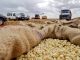 Kenya bans importation of maize from Tanzania, Uganda