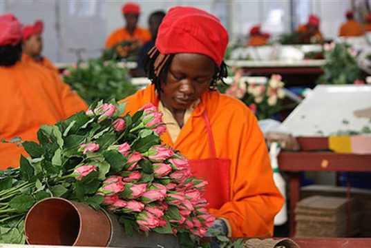 How Brexit may disrupt flower trade and affect Kenya